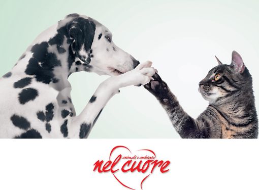 Da Esselunga, sabato 10, torna ‘Diamogli una zampa’ Da Esselunga, sabato 10, torna ‘Diamogli una zampa’