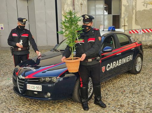 Pavia: ai domiciliari sorpreso con una serra di cannabis, in manette un 24enne