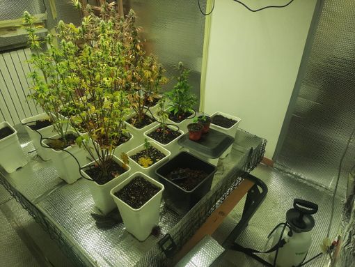 Retorbido: chiamati per un furto, i carabinieri scoprono una serra di marijuana nella casa a fianco