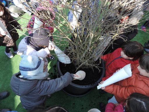 Pavia e provincia: sabato prossimo alberi di melograno contro il cancro infantile in sei scuole del pavese