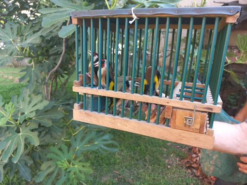 Mortara: esemplari di cardellini detenuti illegalmente in una voliera. Scatta il sequestro, denunciato il proprietario