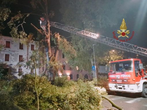 Pavia: albero pericolante sul Lungo Ticino, intervengono i Vigili del fuoco Pavia: albero pericolante sul Lungo Ticino, intervengono i Vigili del fuoco