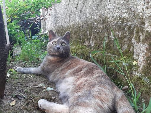 Nella foto, la gatta scomparsa Nella foto, la gatta scomparsa