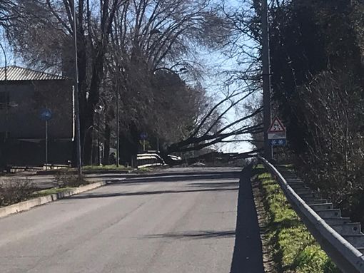 Magenta: pianta crollata per le raffiche di vento, sbarrata via Bottego Magenta: pianta crollata per le raffiche di vento, sbarrata via Bottego