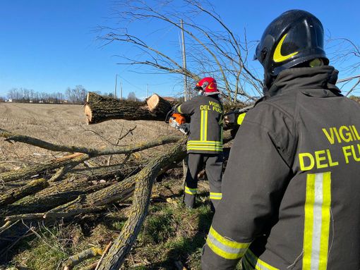 Mortara: cade un albero sulla linea elettrica in via Maestra, intervengono i Vigili del fuoco