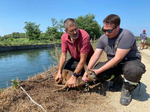 Garlasco: cucciolo di capriolo resta intrappolato nel canale irriguo, i pompieri lo salvano Garlasco: cucciolo di capriolo resta intrappolato nel canale irriguo, i pompieri lo salvano