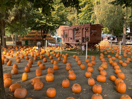 Al Pumpkin Patch alle porte di Pavia è tempo di Caccia alle Zucche Al Pumpkin Patch alle porte di Pavia è tempo di Caccia alle Zucche