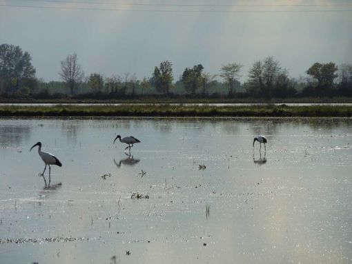 Novarese, carabinieri insegue rapinatore in fuga nelle risaie per 8 km e lo arresta