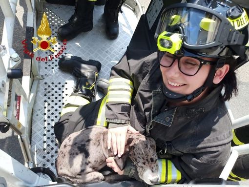 Vercelli, cucciolo bloccato tra le sbarre del balcone: a salvarlo i Vigili del Fuoco Vercelli, cucciolo bloccato tra le sbarre del balcone: a salvarlo i Vigili del Fuoco