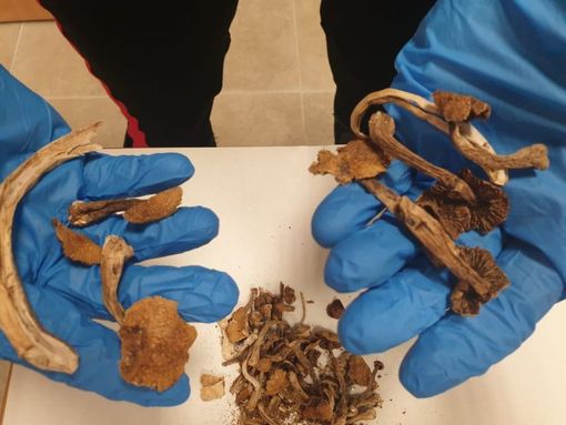 A Milano trovato con dei funghi allucinogeni in casa: arrestato 24enne