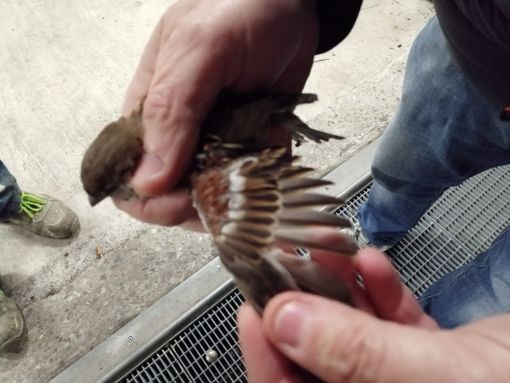 Abbiategrasso, passero intrappolato all’Esselunga: salvato dal Nucleo Ittico Venatorio di Città Metropolitana Abbiategrasso, passero intrappolato all’Esselunga: salvato dal Nucleo Ittico Venatorio di Città Metropolitana