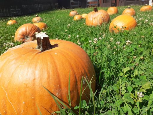 San Martino Siccomario: 23 e 24 ottobre, tutto esaurito per l’appuntamento al Pumpkin Patch di PuraVida Farm con Gli artisti nel bosco
