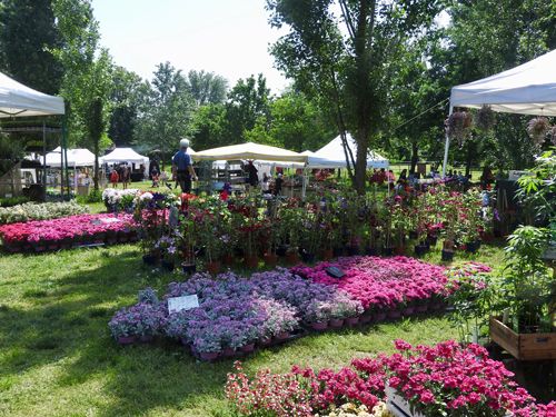 Gravellona Lomellina, tutto pronto per la 7° edizione di "Il fiore e il lago"