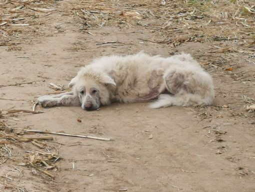 LAV Oltrepò impegnata con il sindaco di Breme per il recupero di Barnaba, il cane abbandonato sei anni fa e adottato dalla comunità lomellina