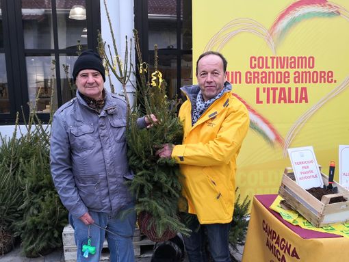 Natale: Coldiretti/Ixè, alberi veri in 3,5 mln di case, 42 euro spesa