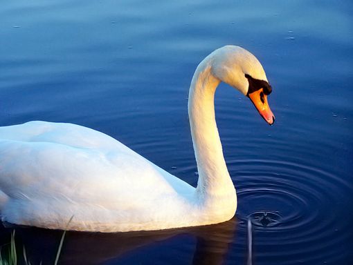Al parco di Corbetta cigni rischiano di soffocare per sacchetti abbandonati Al parco di Corbetta cigni rischiano di soffocare per sacchetti abbandonati