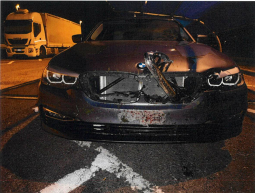 Automobilista pavese investe un cerbiatto in autostrada a Reggio Emilia, vivo per miracolo ma danni alla vettura per 7.500 euro