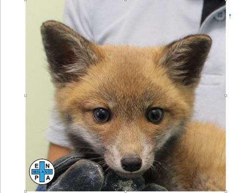 Il cucciolo assistito dall'Enpa di Milano - foto dalla pagina Facebook ufficiale Il cucciolo assistito dall'Enpa di Milano - foto dalla pagina Facebook ufficiale