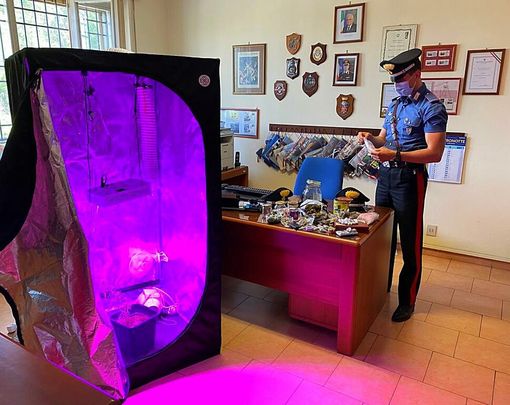 Pavese: trovato con una serra di marijuana a Magherno, denunciato un 25enne Pavese: trovato con una serra di marijuana a Magherno, denunciato un 25enne