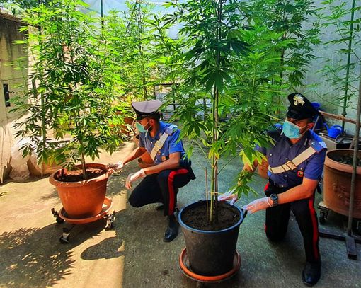 Landriano: sorpresa a coltivare 9 piante di marijuana, denunciata una 55enne Landriano: sorpresa a coltivare 9 piante di marijuana, denunciata una 55enne