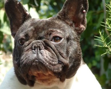 Novarese, scoperto allevamento abusivo di cani