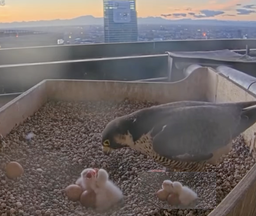 La colazione e un particolare dei due pulli accoccolati La colazione e un particolare dei due pulli accoccolati