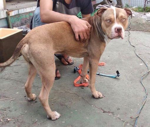 Infastidito dai cani sparge veleno sul marciapiede: 70enne denunciato a Novara