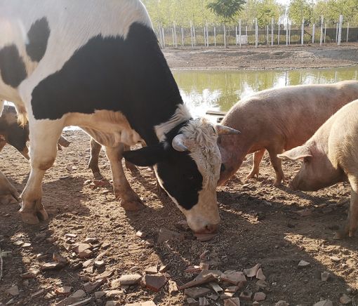 Cilavegna: allevamento abusivo e macellazione clandestina. Un centinaio fra suini e bovini a rischio abbattimento