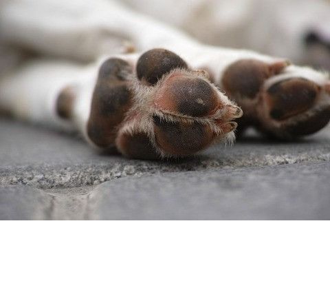 Kaos è solo uno dei 5 cani ad essere morti a causa della neve e dei cavi scoperti Kaos è solo uno dei 5 cani ad essere morti a causa della neve e dei cavi scoperti