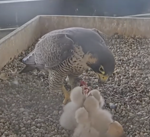 Giulia &amp; Giò, la famiglia sul grattacielo ora è al completo. Il bellissimo omaggio dei loro amici umani sui social