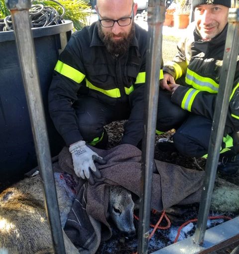 Novi Ligure: capriolo incastrato nella recinzione, lo salvano i vigili del fuoco