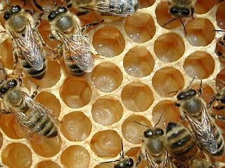 Clima, torna il freddo: allerta nei campi  per api e piante da frutto