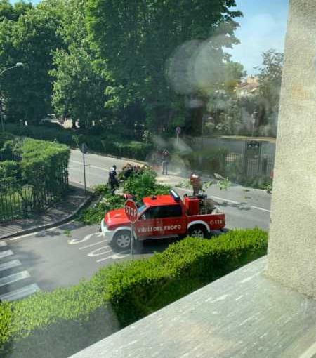 Magenta: tragedia sfiorata in via Brocca, si stacca un grosso ramo e piomba sulla strada