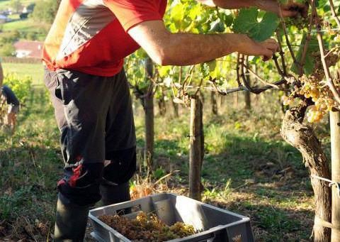 Con la Fase 2 attesi 150.000 braccianti agricoli