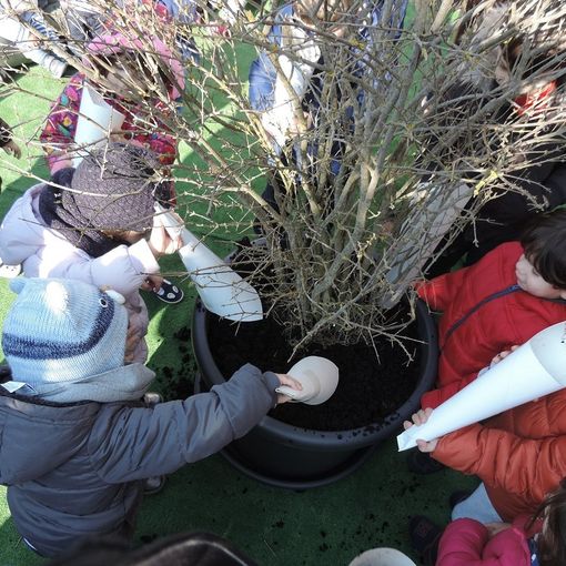 Pavia e provincia: sabato prossimo alberi di melograno contro il cancro infantile in sei scuole del pavese