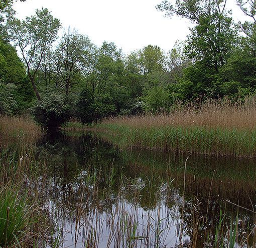 Parco Ticino: zone umide, boschi, marcite e praterie ai Geraci di Motta Visconti