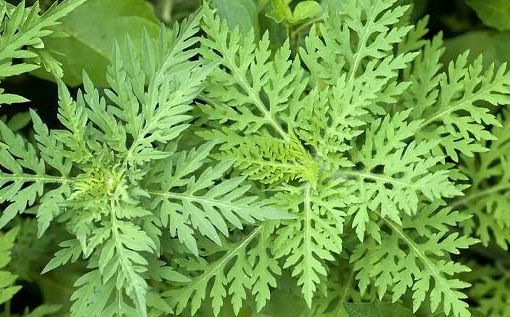 Abbiategrasso, via alla guerra contro l’ambrosia: primo sfalcio entro luglio