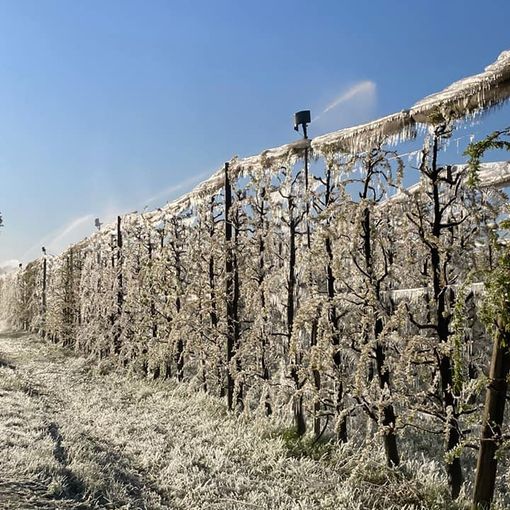 Meteo, Coldiretti: gelo brucia frutta, è calamità