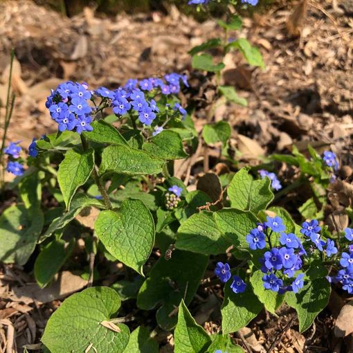 Risveglio di primavera, tra scienza e meraviglia, negli orti botanici della Lombardia