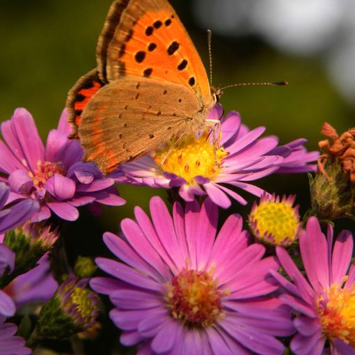 “Città amiche dei fiori e delle api”, con la rete degli orti botanici della Lombardia