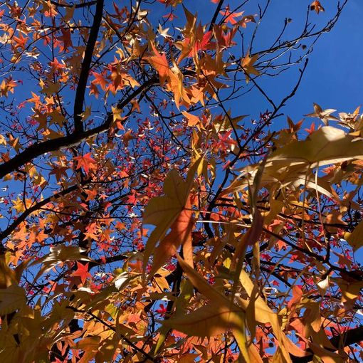 Negli orti botanici della Lombardia, tante le occasioni per ammirare la bellezza della natura che cambia