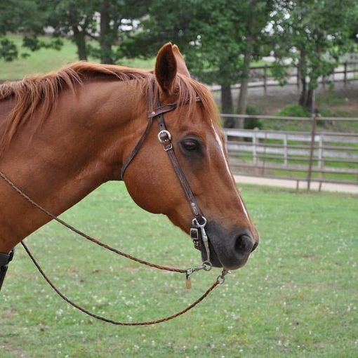 Buccinasco, 23enne disarcionata da cavallo