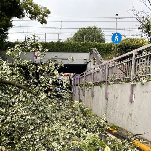 Magenta, il temporale abbatte un albero: bloccato il sottopasso ferroviario di via Espinasse per un’ora