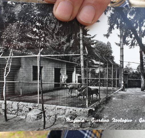 Lo zoo dei giardini di Casa Giacobbe: l’orso bruno, il lama e i daini della Magenta anni ’60, ’70