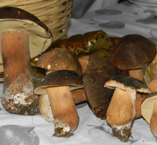 Diecimila intossicazioni da funghi l’anno: ecco come evitarle
