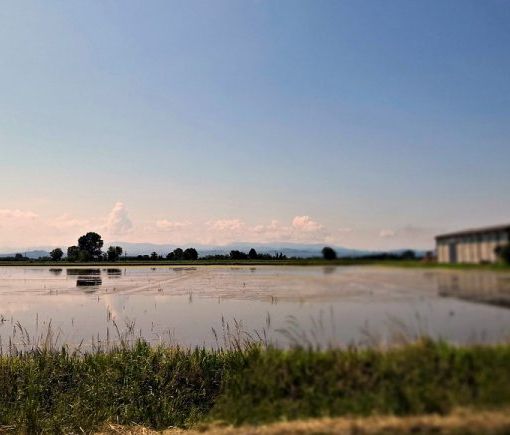 Morto nelle risaie a Novara, ipotesi malore