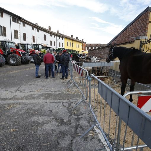 Le immagini della 37° edizione fiera agricola di Alagna