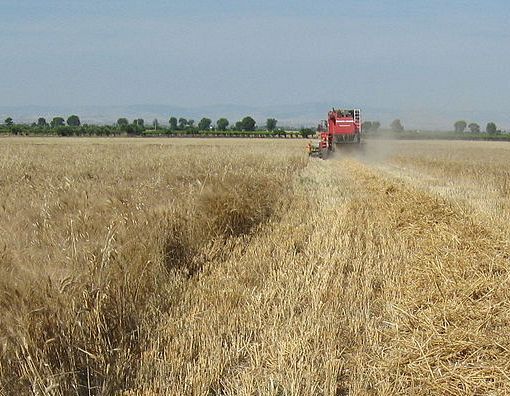 Grano, allarme su scorte e rialzo prezzi in Europa