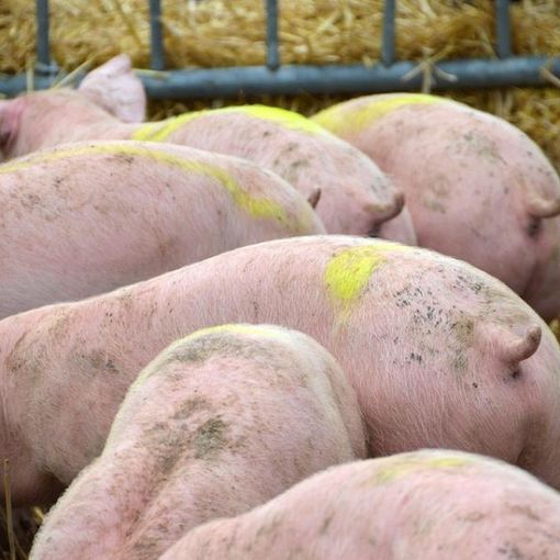 Peste suina africana. Regione Lombardia chiederà “allentamento” misure restrittive in provincia di Pavia