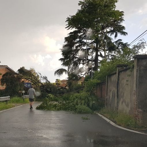 Maltempo sulla Bassa Lomellina, alberi caduti sulle strade, interrotta la Torre Beretti-Castellaro